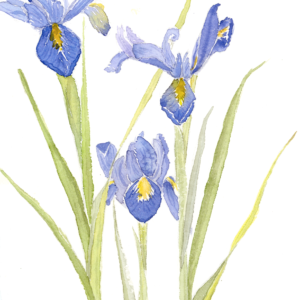 Aquarelle Iris