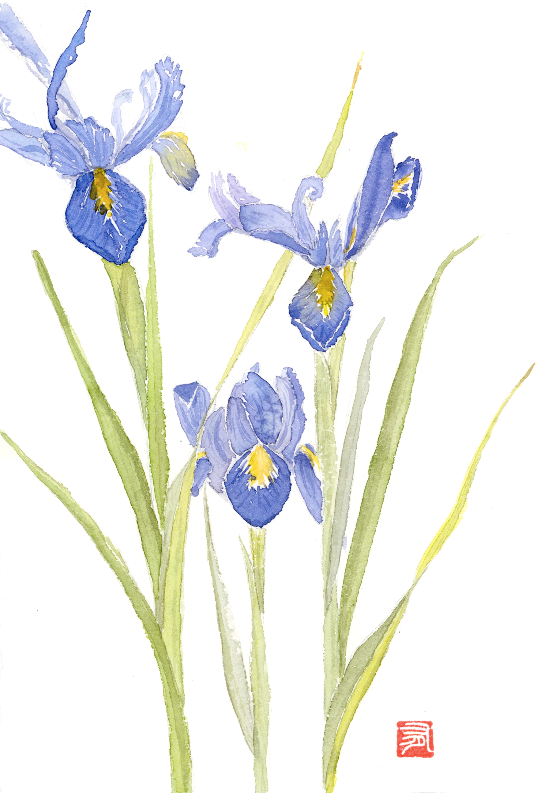 Aquarelle Iris