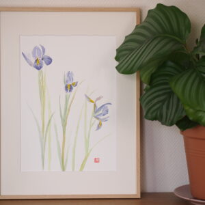 Aquarelle iris