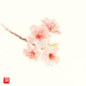 Fleur de cerisier aquarelle