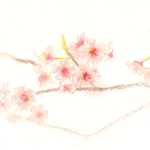 COMPLET ! Atelier Aquarelle intermédiaire "Fleurs de cerisier" 28 mars 2026